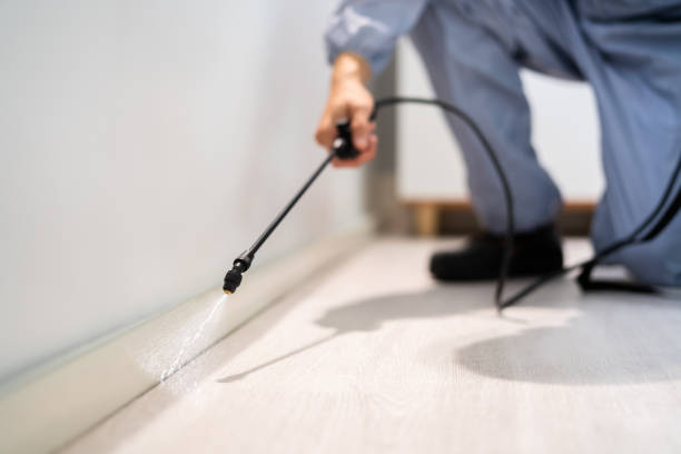 Licensed Wasp Removal service in Hannibal, MO - Show Me Pest Control